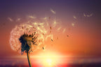 Course in conscious breathing